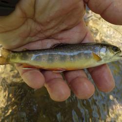 Brook Trout Ramsey