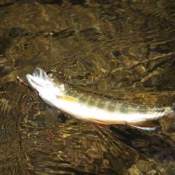 Fly Fishing Brook Trout Ramsey