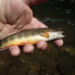 Fly Fishing Brook Trout Ramsey