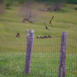 Barn Swallows Flying