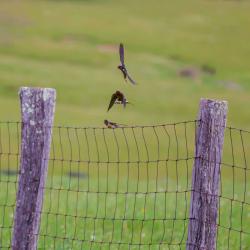 Barn Swallows Flying