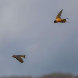 Barn Swallows Flying