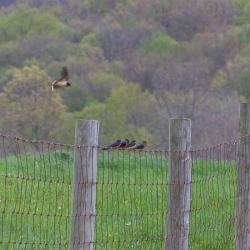 Barn Swallows Flying