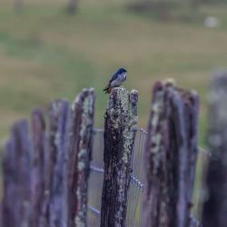 Tree Swallow Sitting on Post