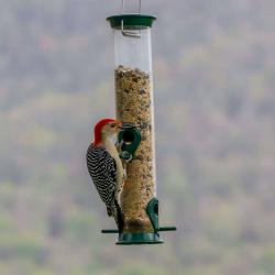 Red-bellied Woodpecker