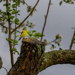 Gold Finch