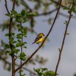 Gold Finch