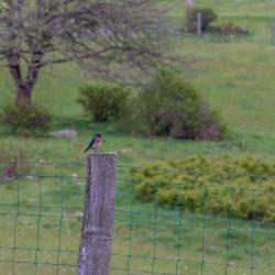 Eastern Blue Bird