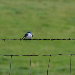 Tree Swallow