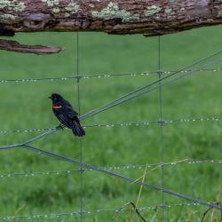 Red-winged blackbird