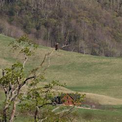 Eagle