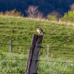 Meadowlark