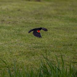 Red-winged blackbird
