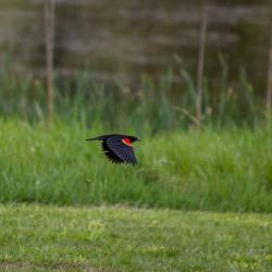 Red-winged blackbird