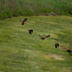 Red-winged blackbird Flight Pattern