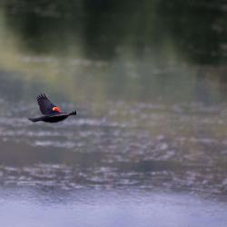 Red-winged blackbird