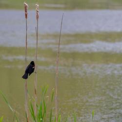 Red-winged blackbird