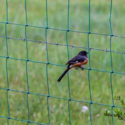 Rufous-sided Towhee