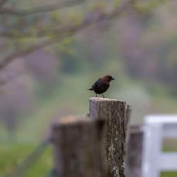 Brownheaded Cow Bird