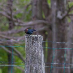 Brownheaded Cow Bird