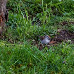 Chipping Sparrow