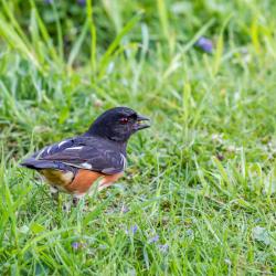 Rufous-sided Towhee