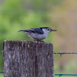 White-Breasted Nuthatch