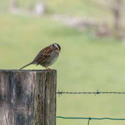 White-throated Sparrow