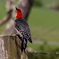Red-bellied Woodpecker