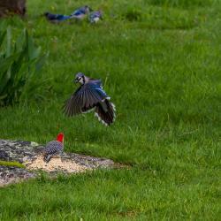 Bluejays Fighting Red-bellied Woodpecker