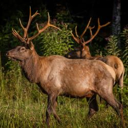 Bull Elk