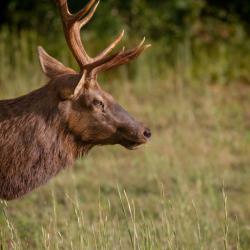 Bull Elk