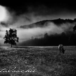 Bull Elk