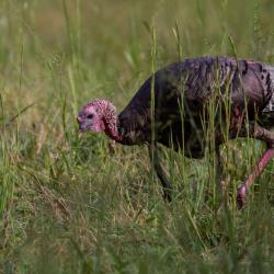 Turkey