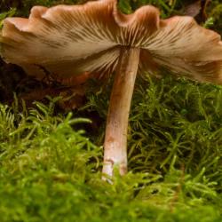 Mushroom