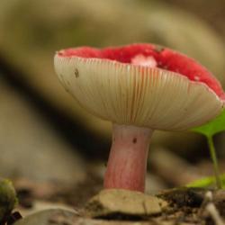 Mushroom