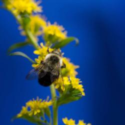 Bumblebee