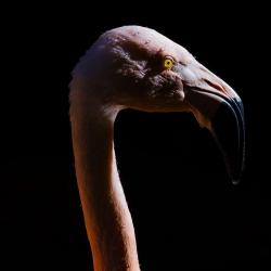 Chilean Flamingo North Carolina Zoo Asheboro