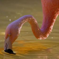 Chilean Flamingo North Carolina Zoo Asheboro