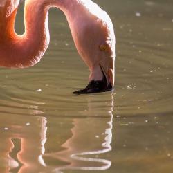 Chilean Flamingo North Carolina Zoo Asheboro