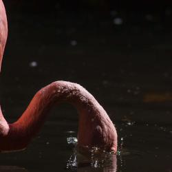 Chilean Flamingo North Carolina Zoo Asheboro