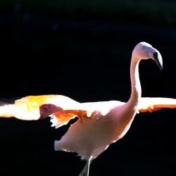 Chilean Flamingo North Carolina Zoo Asheboro