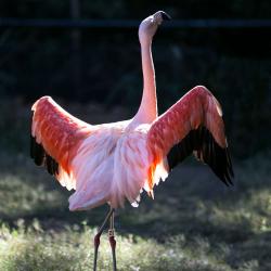 Chilean Flamingo North Carolina Zoo Asheboro
