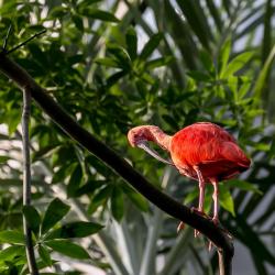 Scarlet Ibis inside R. J. Reynolds Forest Aviary