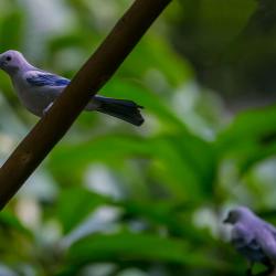 Blue-grey Tanager inside R. J. Reynolds Forest Aviary