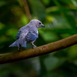 Blue-grey Tanager inside R. J. Reynolds Forest Aviary