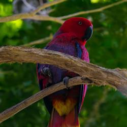 Eclectus Parrot inside R. J. Reynolds Forest Aviary