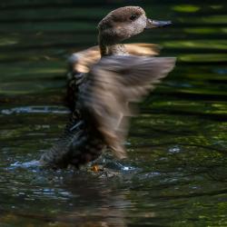 Marbled Teal inside R. J. Reynolds Forest Aviary