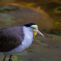 Masked Lapwing inside R. J. Reynolds Forest Aviary