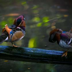 Mandarin ducks inside R. J. Reynolds Forest Aviary